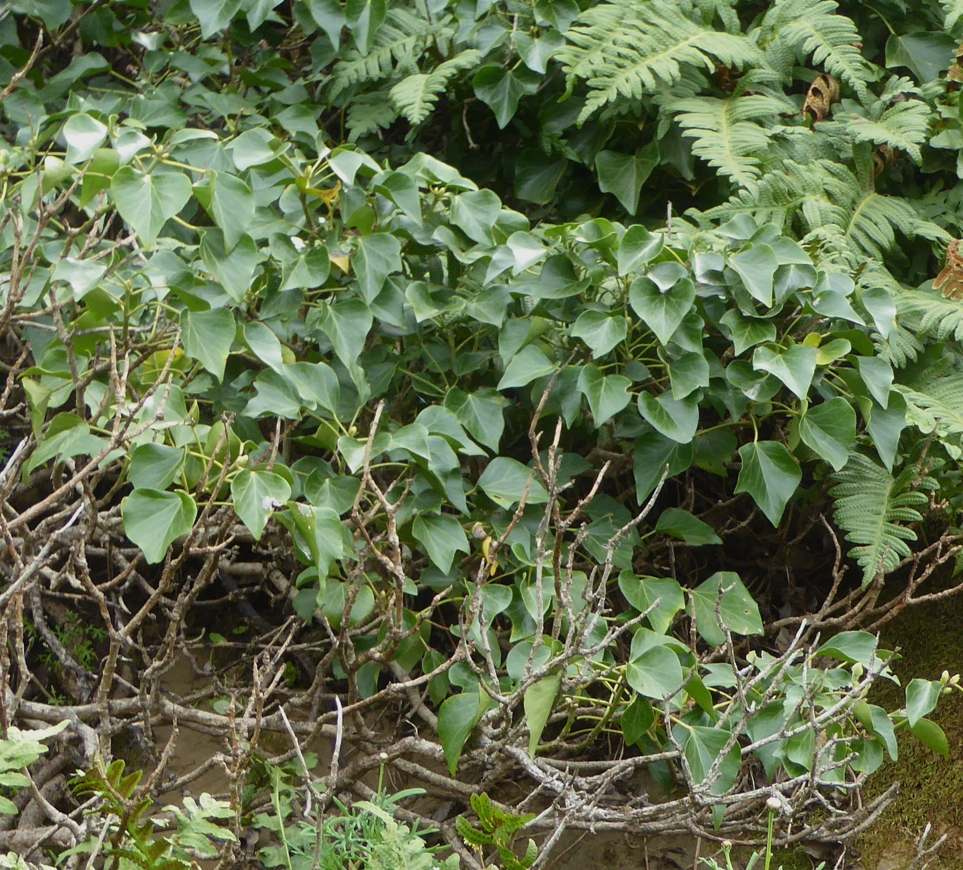 Image of <i>Hedera canariensis</i>