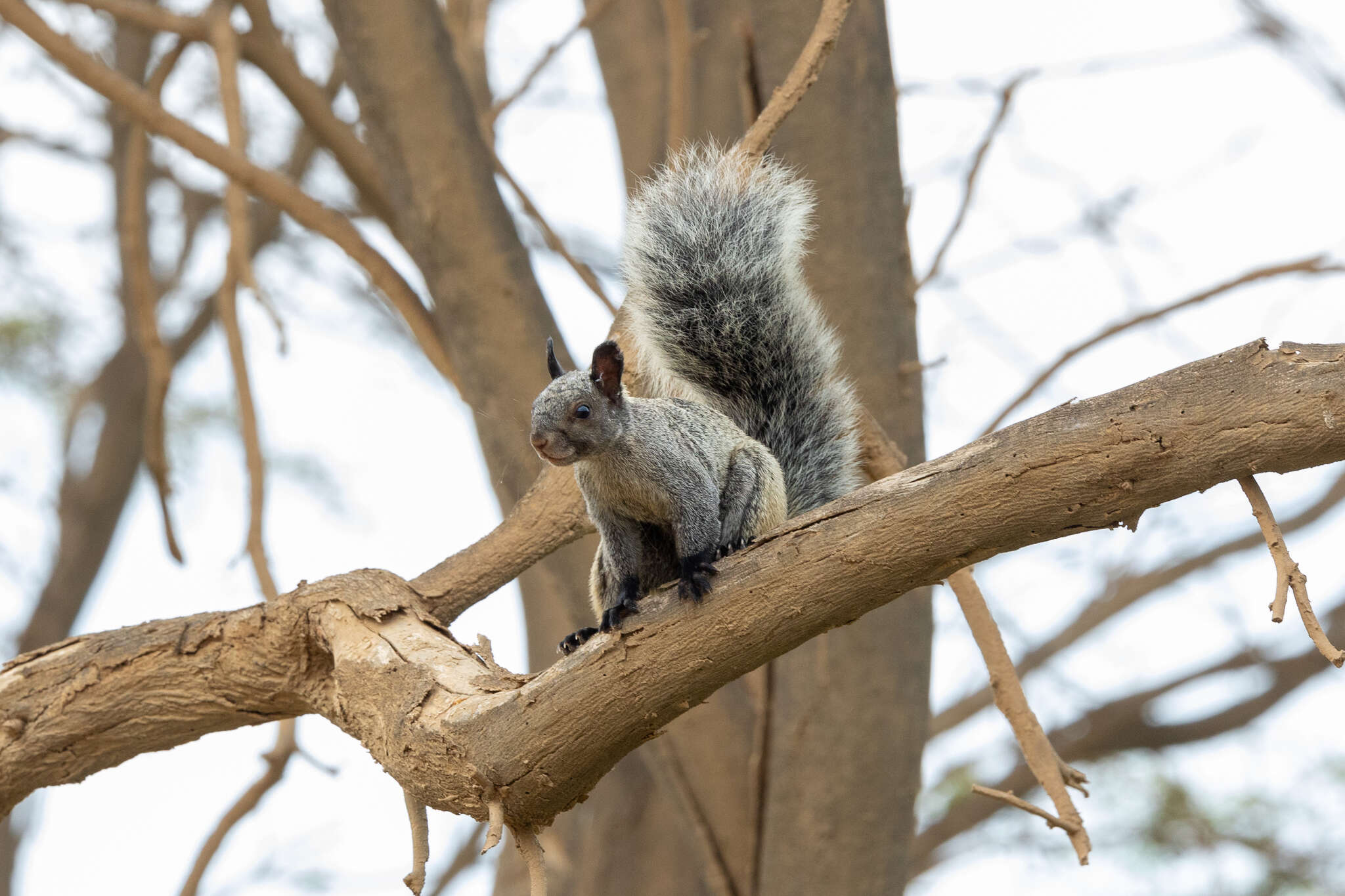 Image of Guayaquil Squirrel