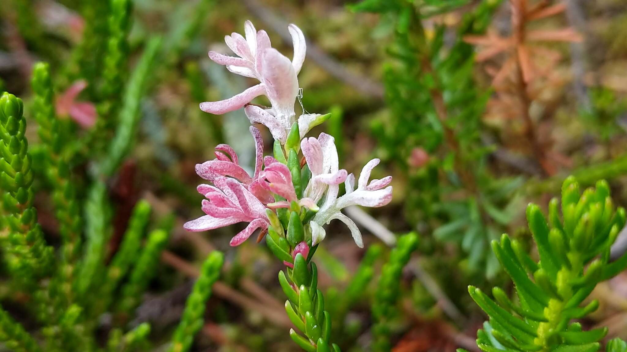 Image of western moss heather