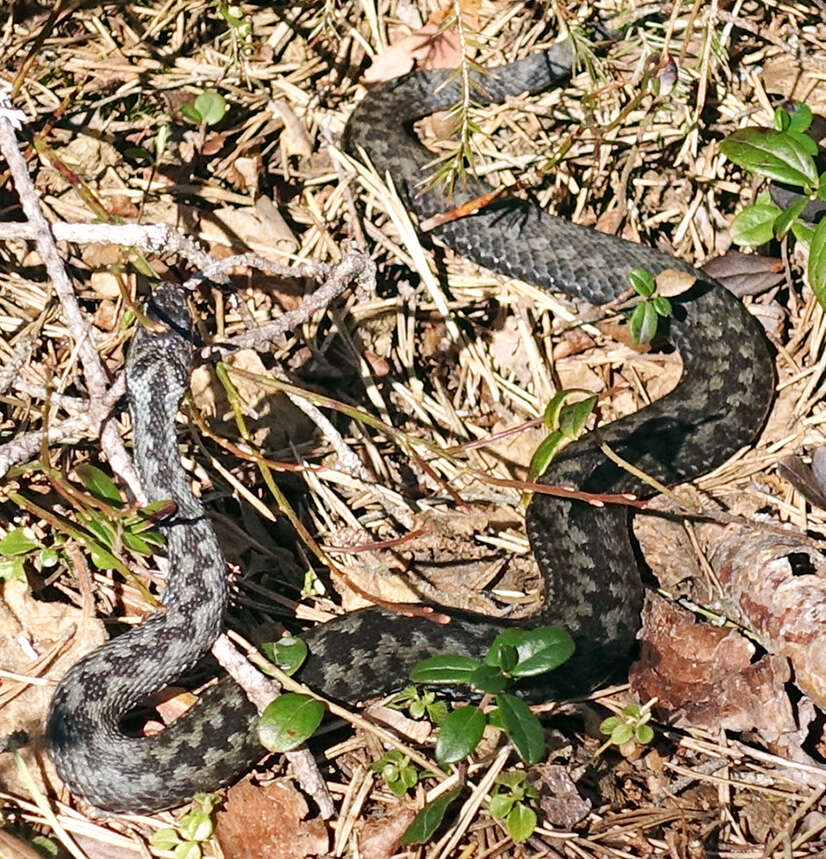 Image of Adder