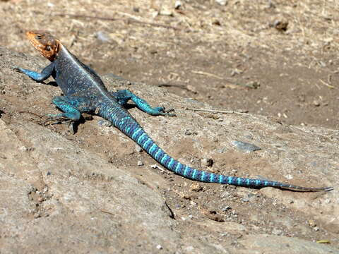 Image of Kenya Rock Agama