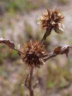 Image of common cottonrose