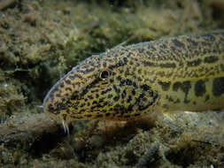 صورة Cobitis taenia Linnaeus 1758