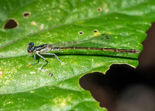 Image de Agrion Posé