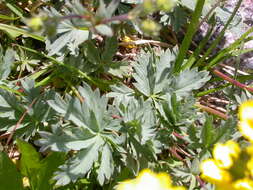 Image of Mountain-Meadow Cinquefoil