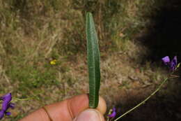 Image of coral-pea