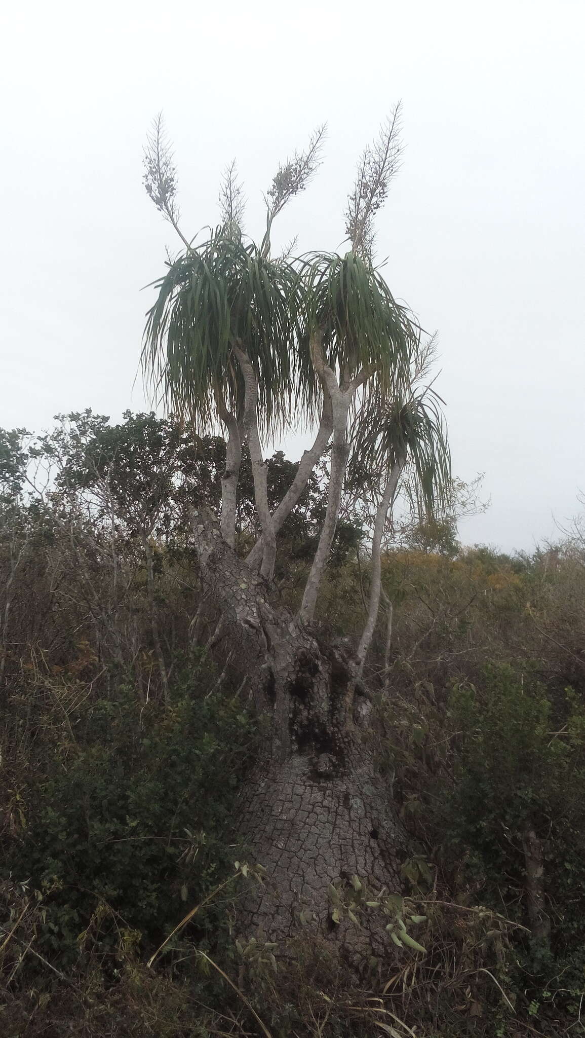 Imagem de Beaucarnea recurvata Lem.