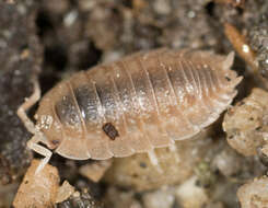 Image of Isopod