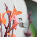 Image of Ruby-throated hummingbird