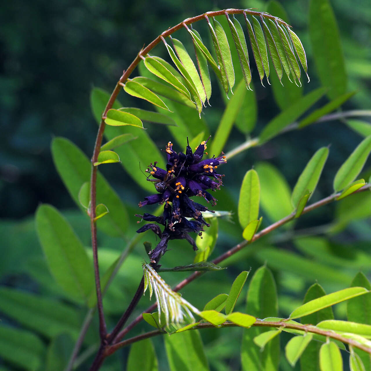 Image of desert false indigo