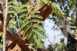 Image of gum arabic