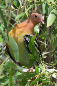 Image of Cinnamon-headed Green Pigeon