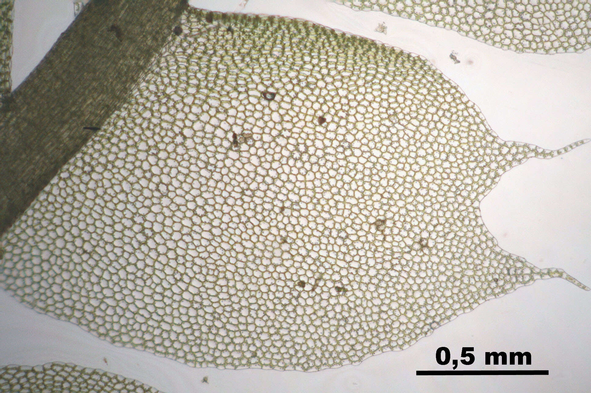 Image of Bifid Crestwort