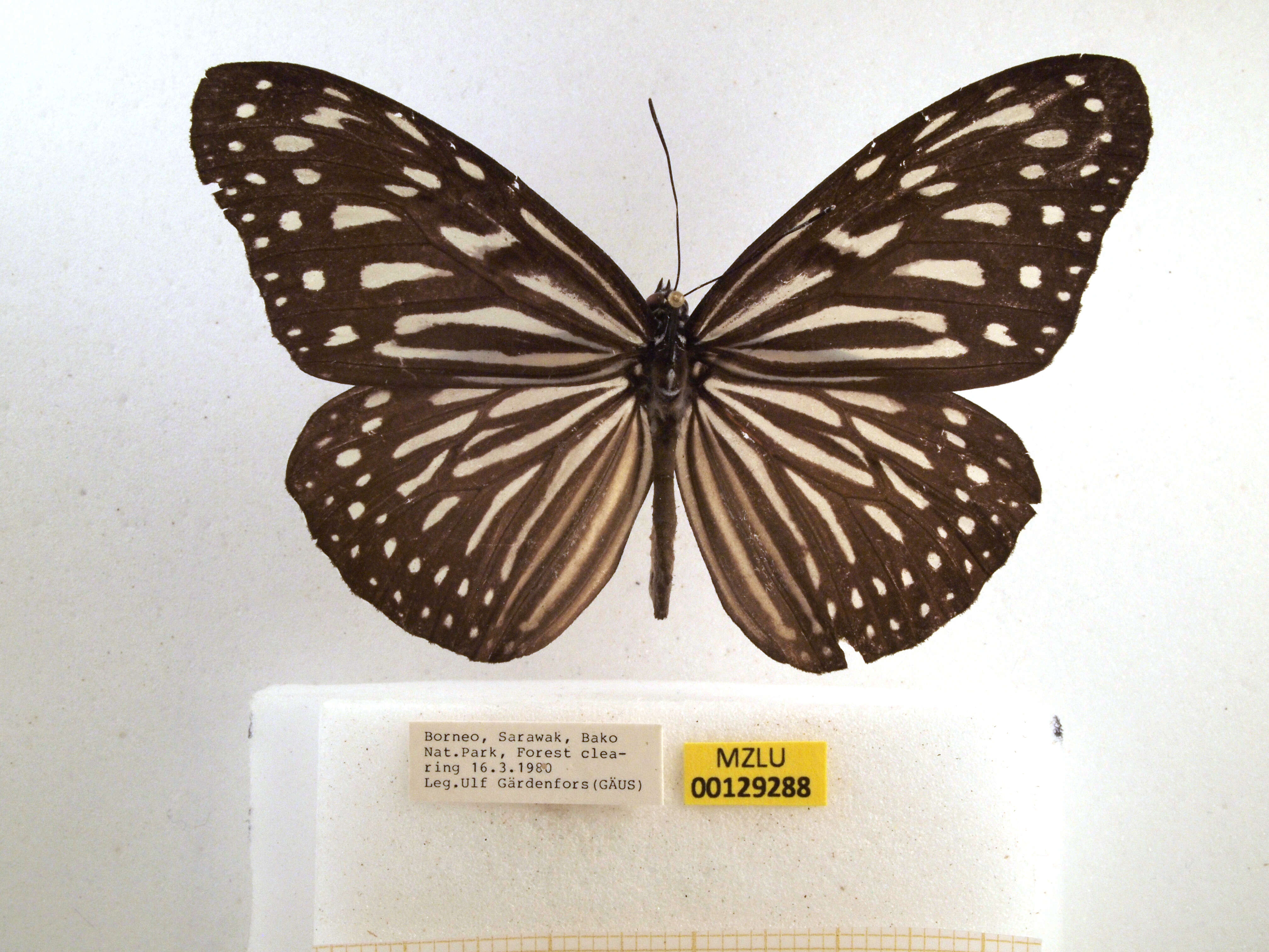 Image of Ideopsis vulgaris Butler 1874