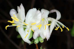 Imagem de Lonicera fragrantissima Lindl. & Paxt.