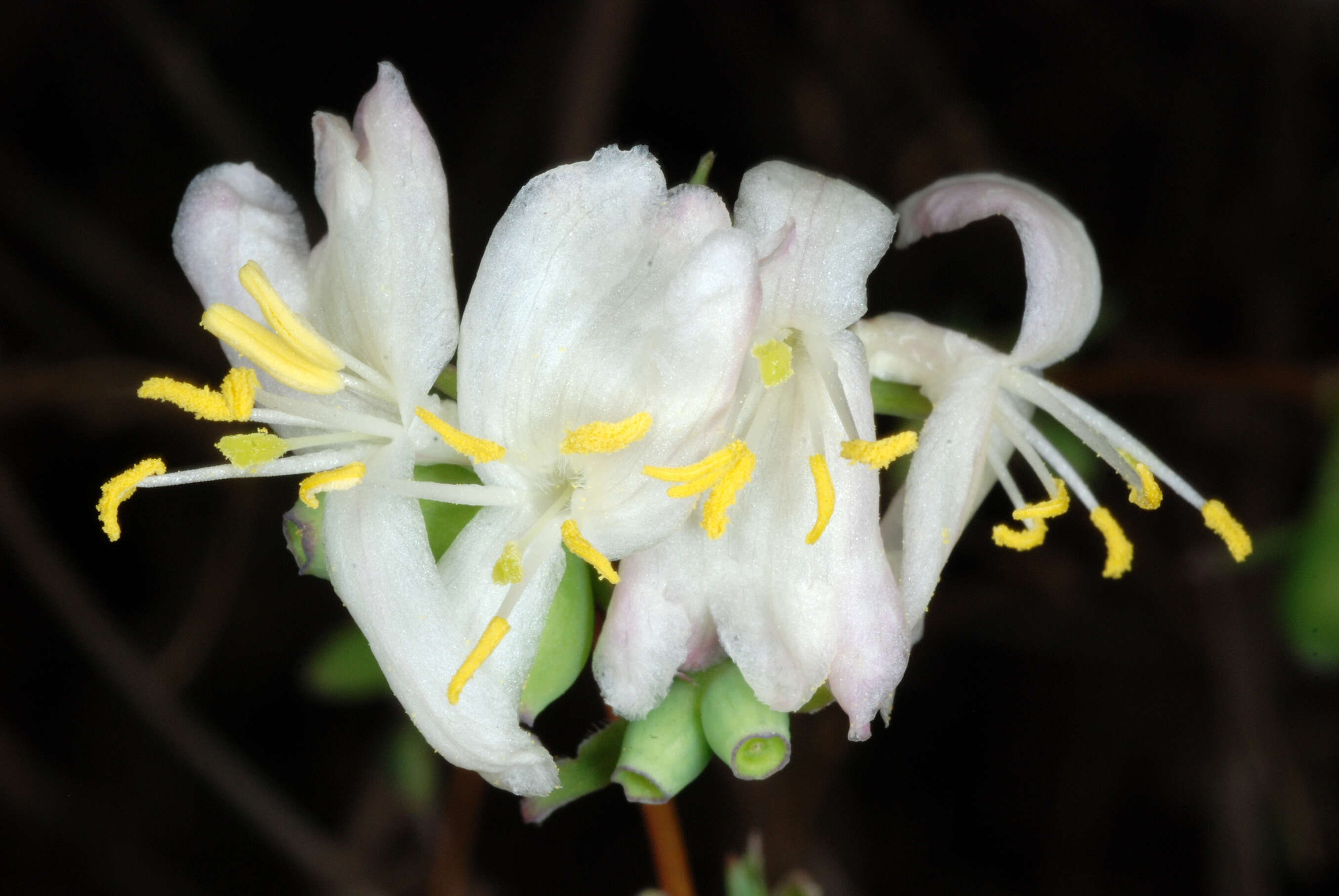 Imagem de Lonicera fragrantissima Lindl. & Paxt.