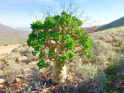 Tylecodon paniculatus (L. fil.) H. Tölken resmi