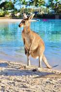Image of kangaroo