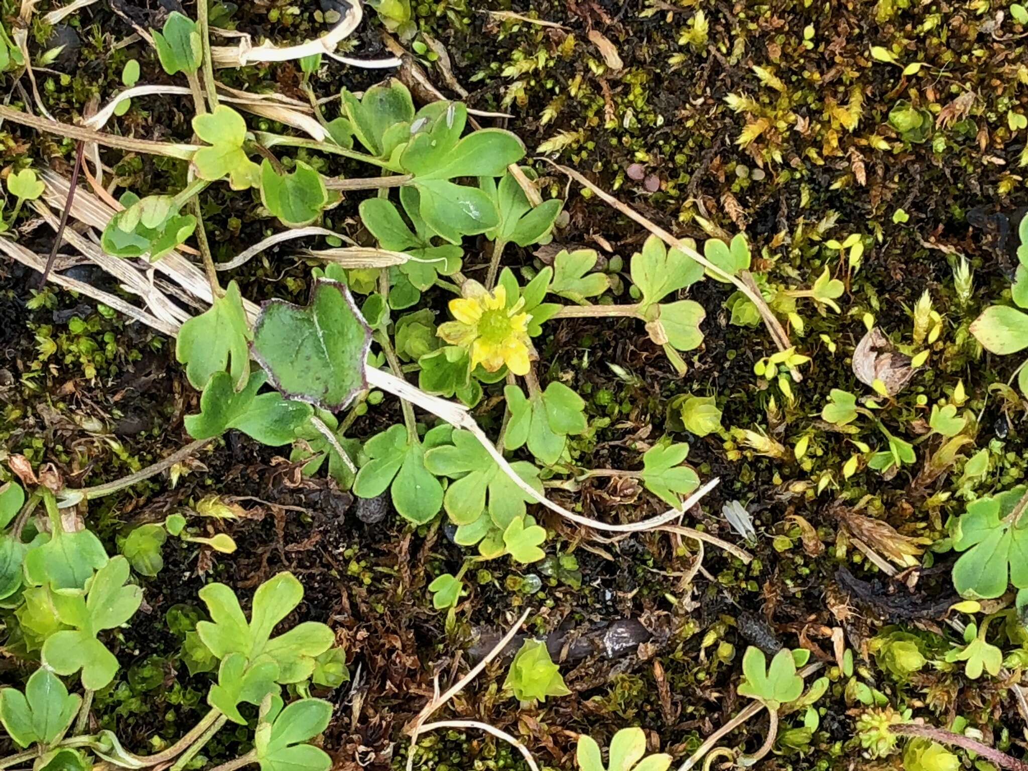 Image of pygmy buttercup