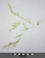 Image of Stonewort