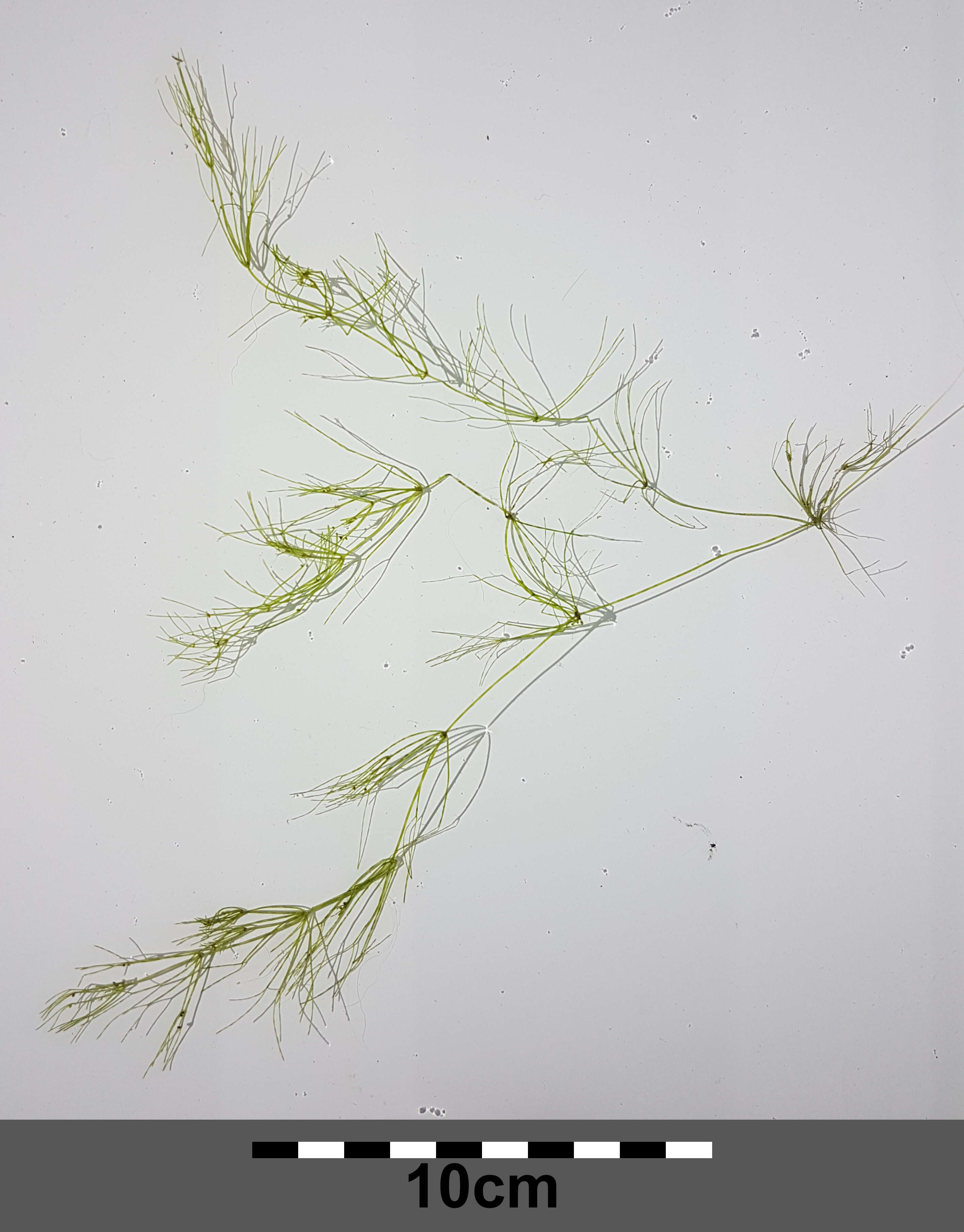 Image of Stonewort