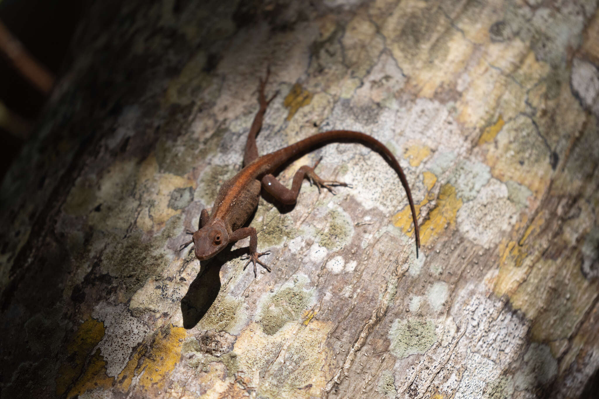 Image of Puerto Rican Crested Anole