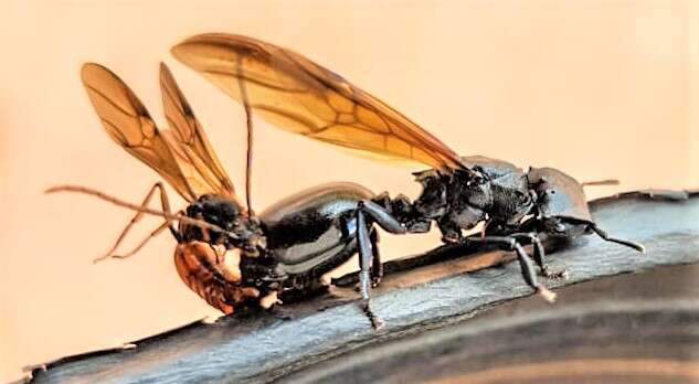 Cephalotes atratus (Linnaeus 1758) resmi