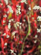 Image of Pygmy Smartweed