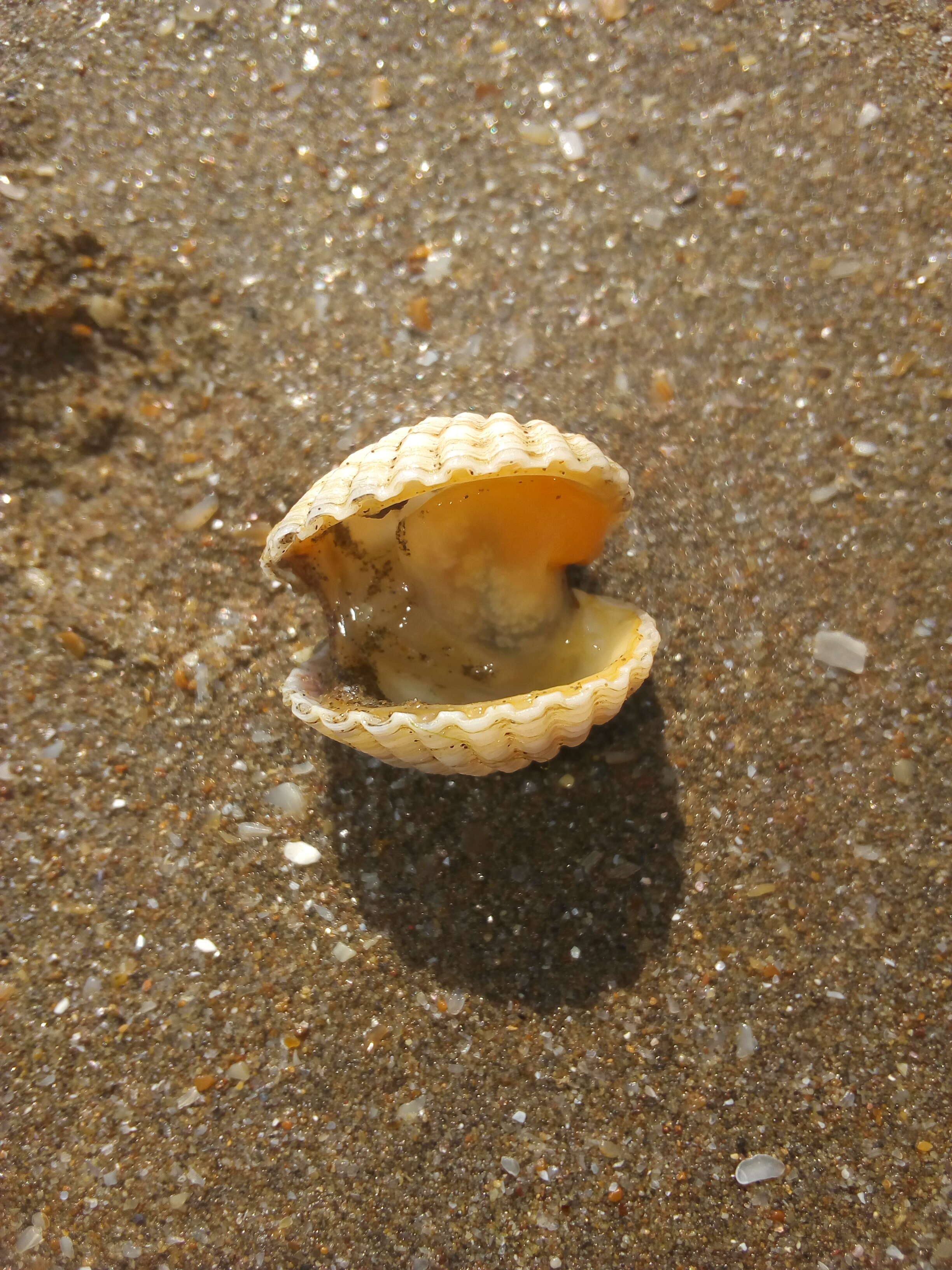 Image of brackish cockle