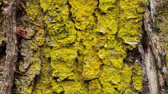 Image of dust lichen