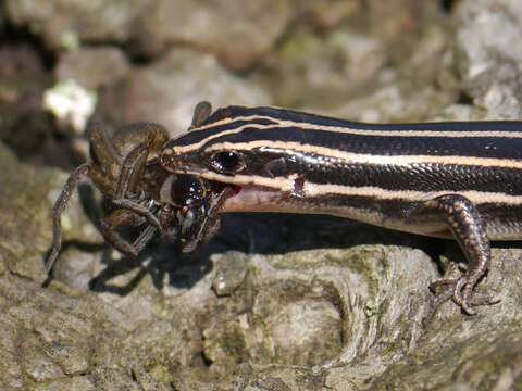 Image of Common Five-lined Skink