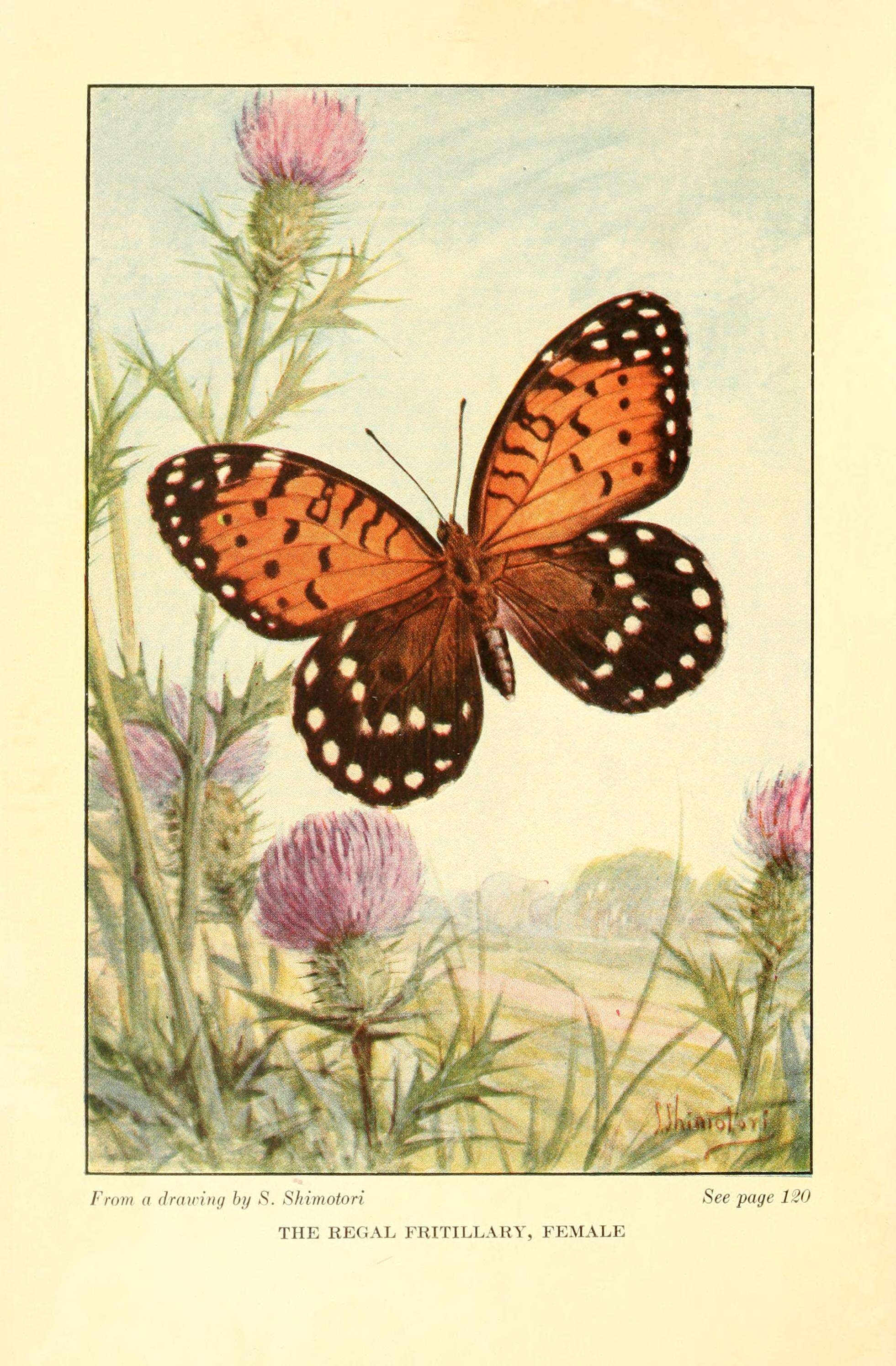 Image of Regal Fritillary