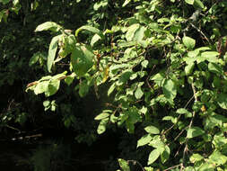 Image of Bird Cherry