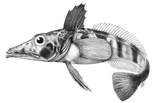 Image of Chionodraco