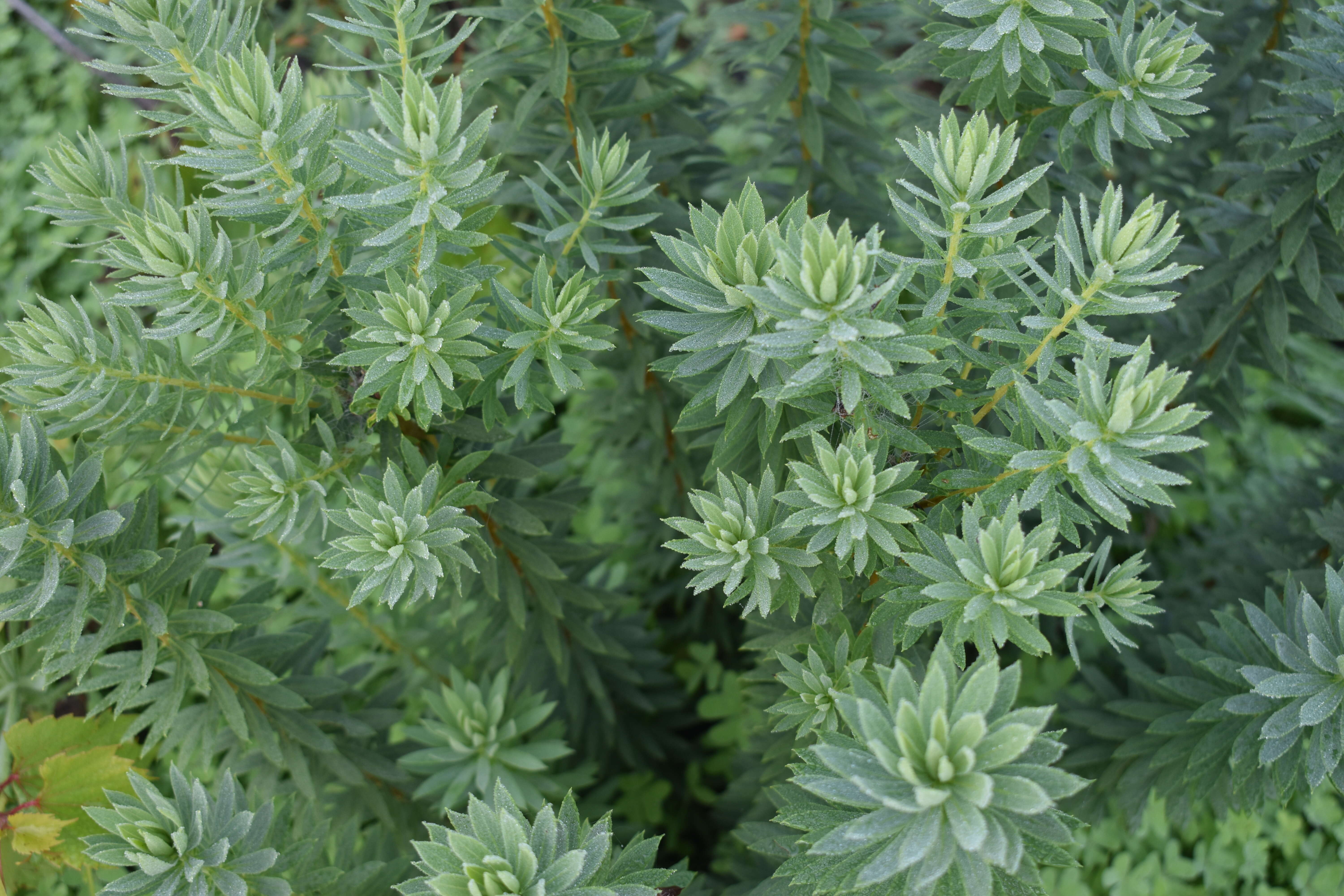 Image of Flax-Leaved Daphne