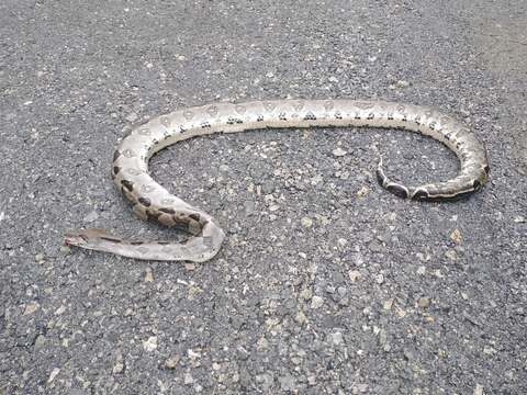 Image of Arabesque Boa