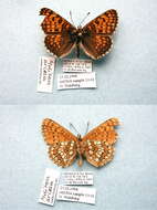 Plancia ëd Melitaea arcesia Bremer 1861