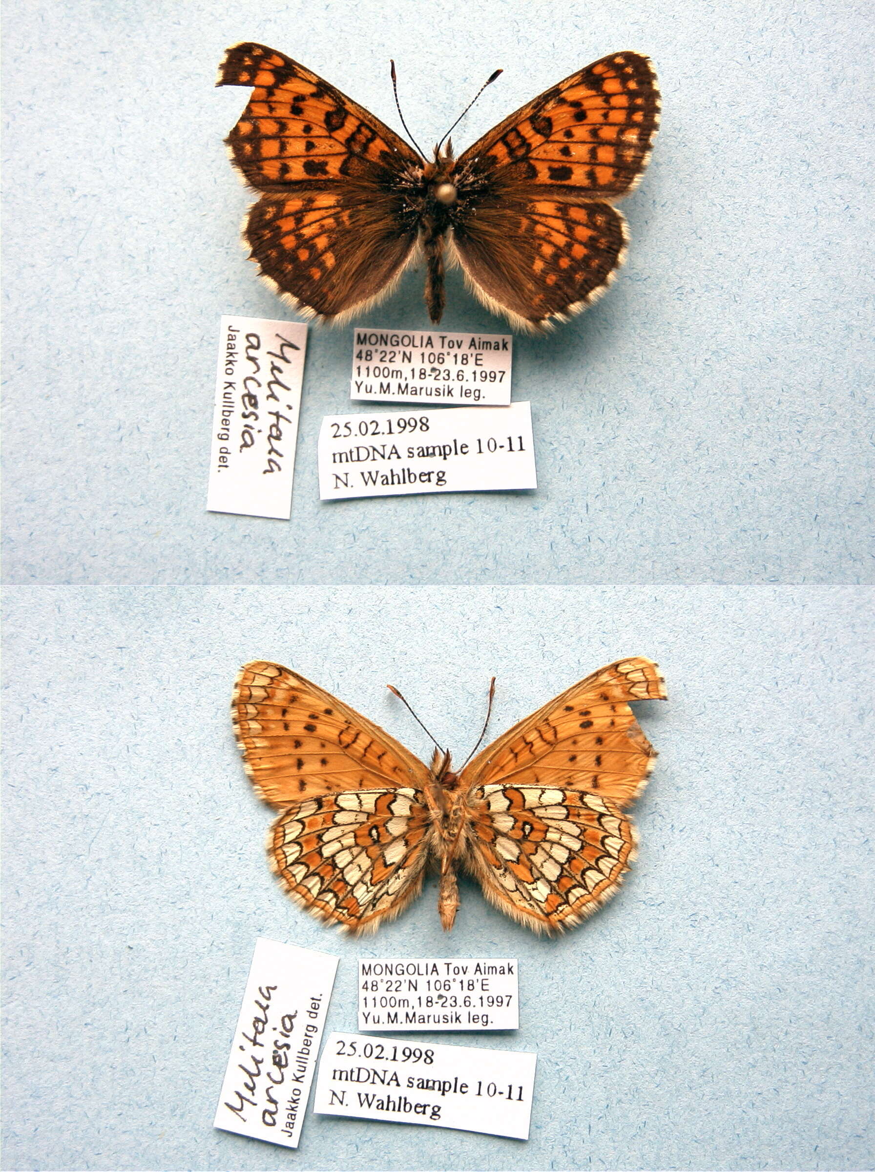 Plancia ëd Melitaea arcesia Bremer 1861