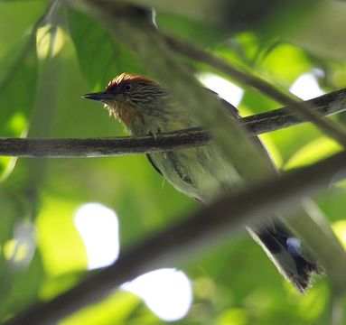 Image of Rusty-crowned Babbler