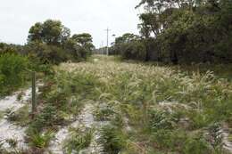 Image of Austrostipa mollis (R. Br.) S. W. L. Jacobs & J. Everett