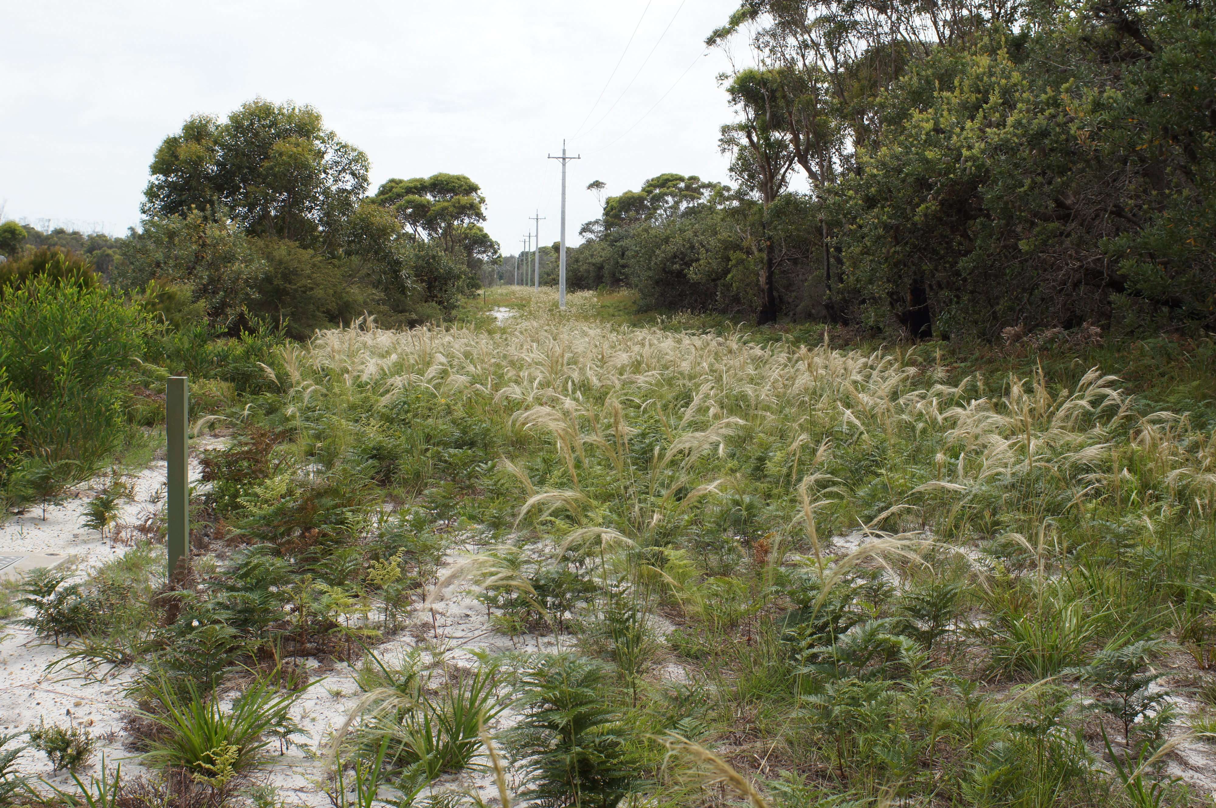 Image of Austrostipa mollis (R. Br.) S. W. L. Jacobs & J. Everett