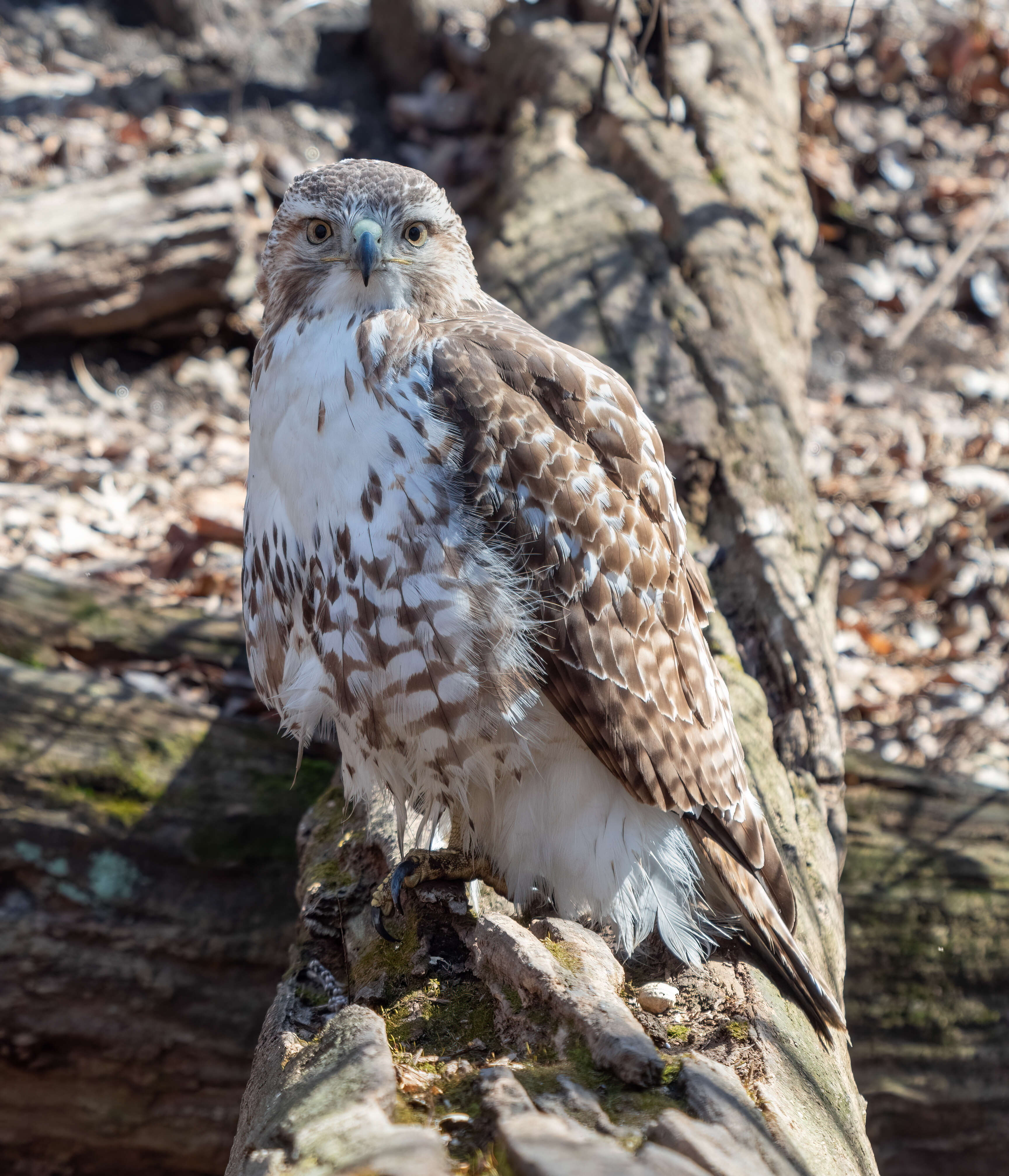 Image of Red-tailed Hawk