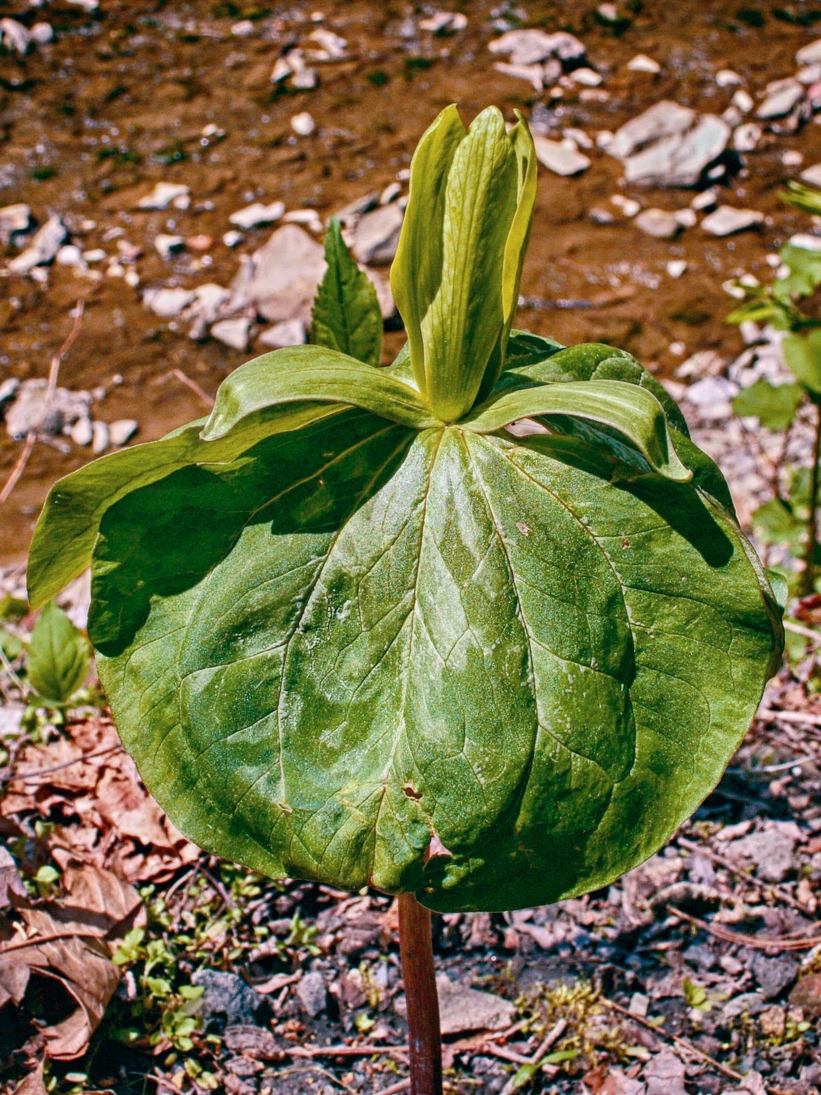 Imagem de Trillium sessile L.