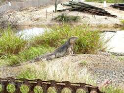 Image of Cayman Islands Ground Iguana