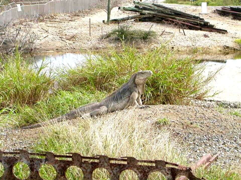 Image of Cayman Islands Ground Iguana