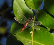 Image of little bloodtail