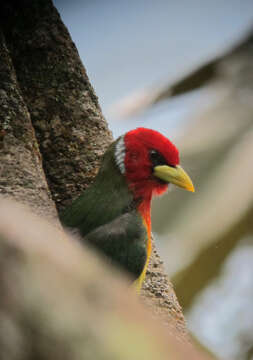 Image of Red-headed Barbet