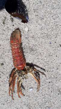 Image of Cape Rock Lobster