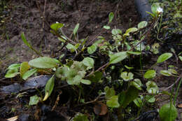 Image de Myosotis tenericaulis Petrie.