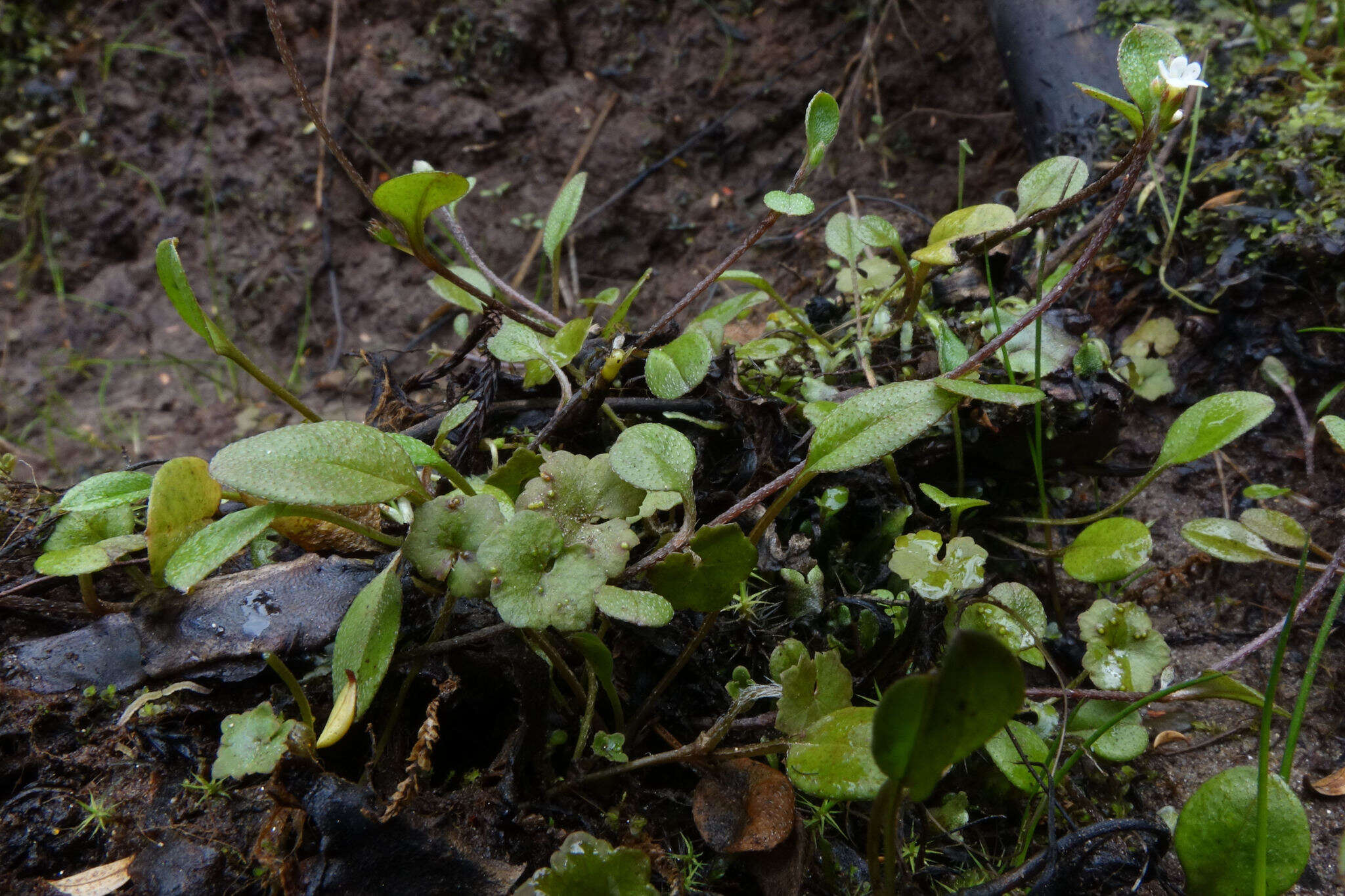 Image of Myosotis tenericaulis Petrie.